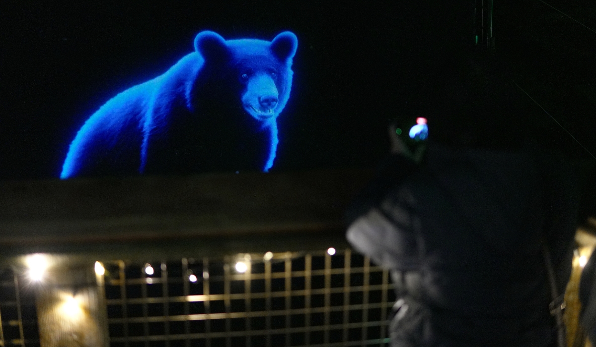 Go2 Productions Wildlight, Canyon Lights, 3D Projection 1