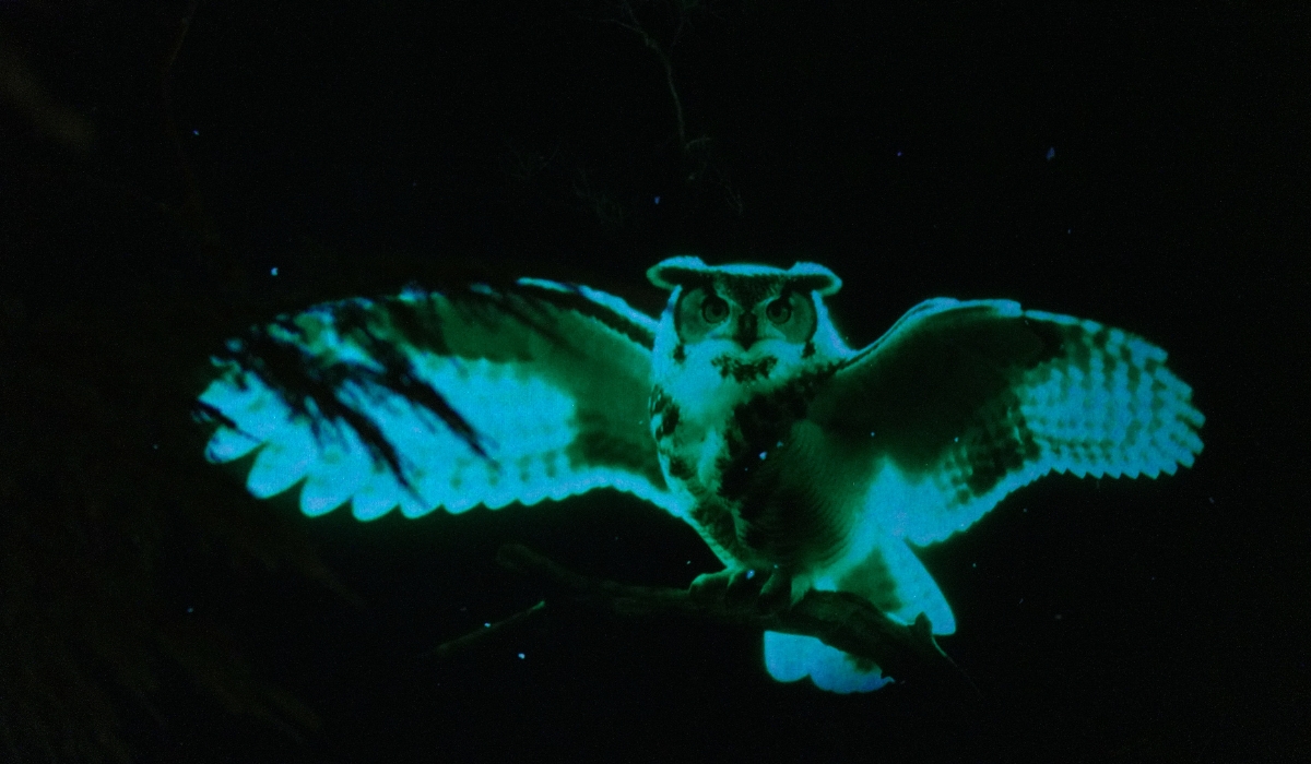 Go2 Productions Wildlight, Canyon Lights, 3D Projection 2