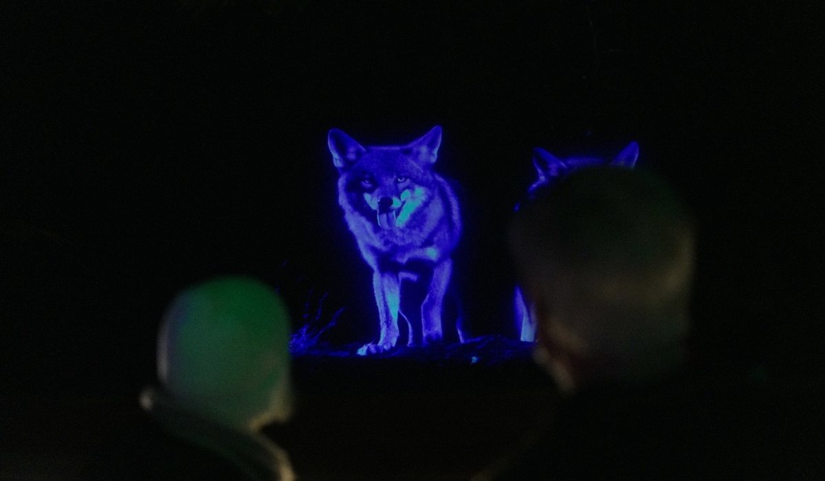 Go2 Productions Wildlight, Canyon Lights, 3D Projection 4