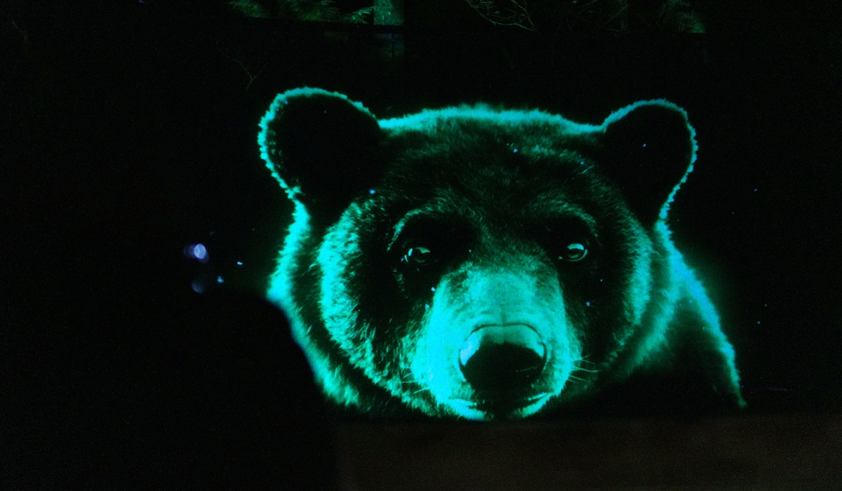 Go2 Productions Wildlight, Canyon Lights, 3D Projection 5