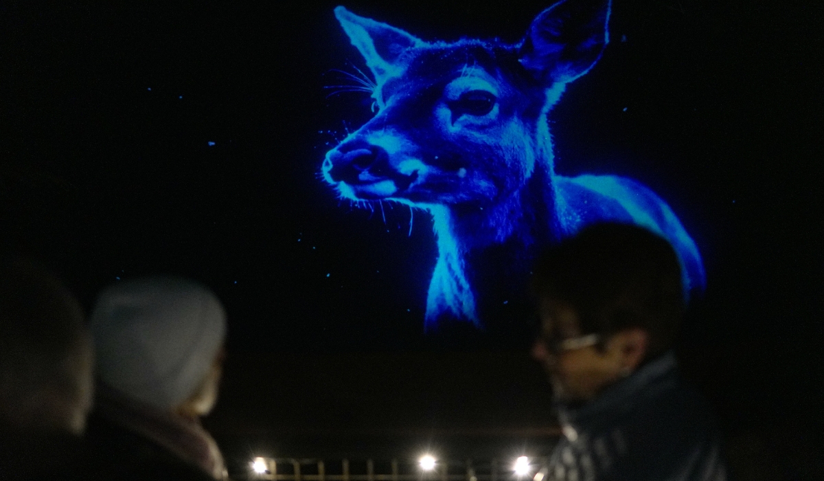 Go2 Productions Wildlight, Canyon Lights, 3D Projection 7