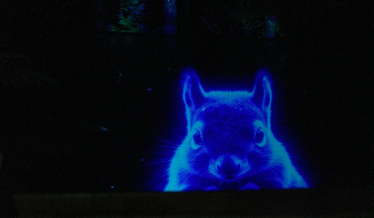 Go2 Productions Wildlight, Canyon Lights, 3D Projection 8