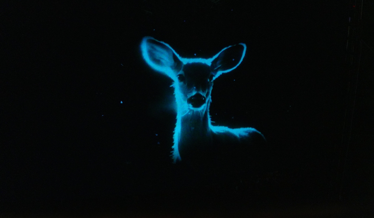 Go2 Productions Wildlight, Canyon Lights, 3D Projection 9